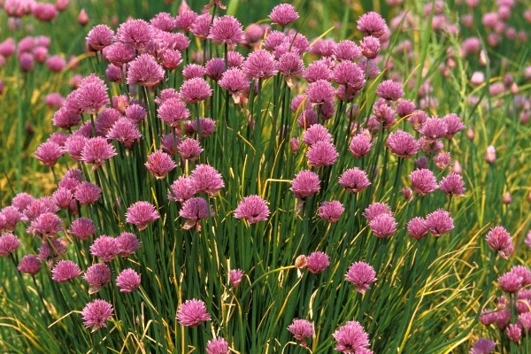 Allium sativum