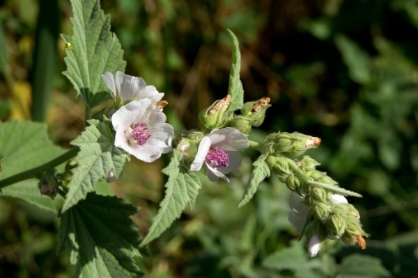 Althaea officinalis