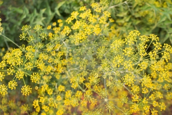 Anethum graveolens
