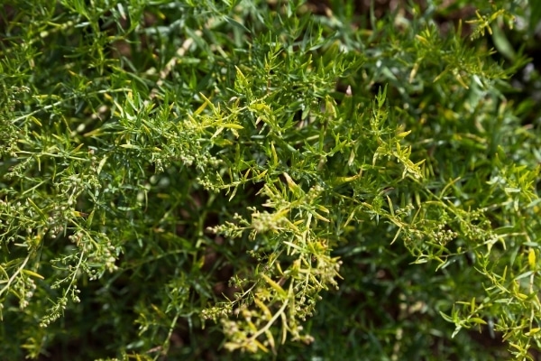 Artemisia dracunculus