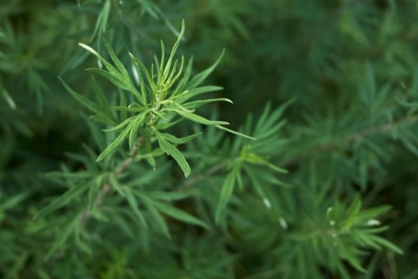 Artemisia vulgaris