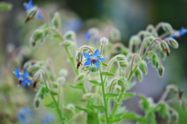 Borago officinalis