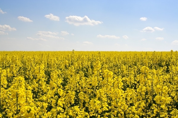 Brassica napus