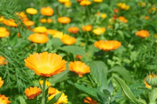 Calendula officinalis