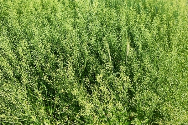 Camelina sativa