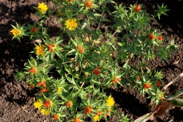 Carthamus tinctorius