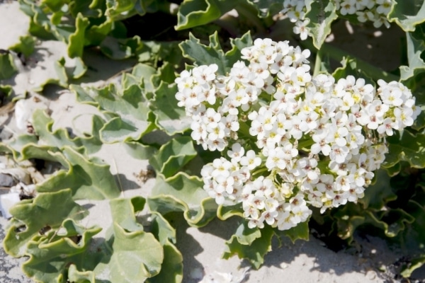 Crambe abyssinica