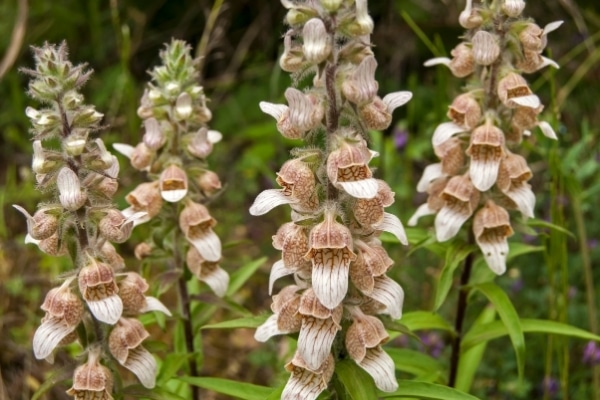 Digitalis lanata