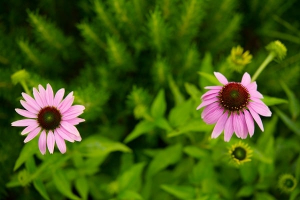 Echinacea spp.