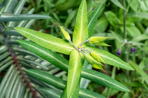 Euphorbia lathyris L.