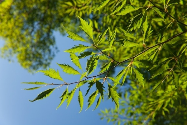 Fagus sylvatica