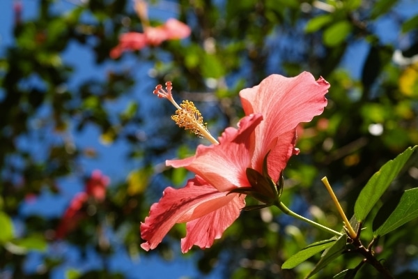 Hibiscus cannabinus