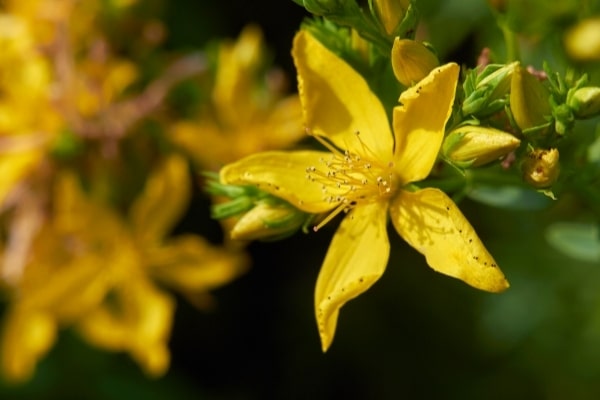 Hypericum perforatum