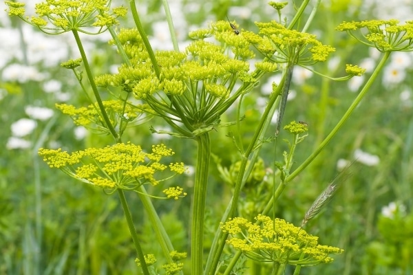Levisticum officinale