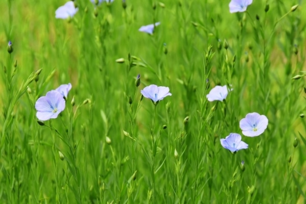 Linum usitatissimum