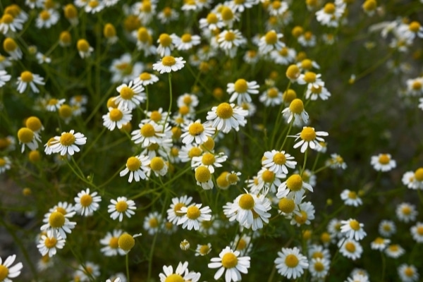 Matricaria chamomilla