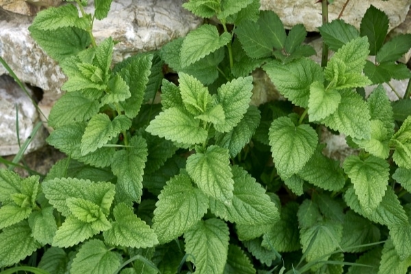 Melissa officinalis