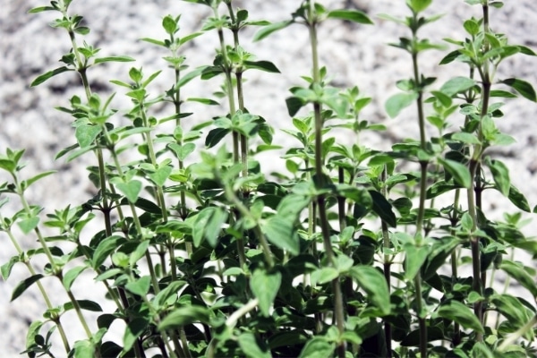 Origanum vulgare