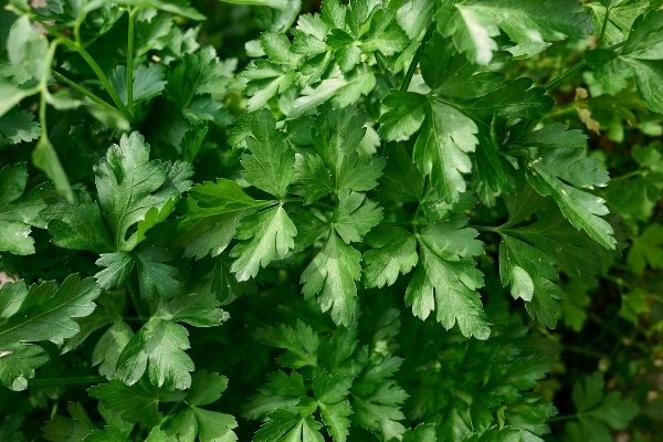 Petrosilium crispum