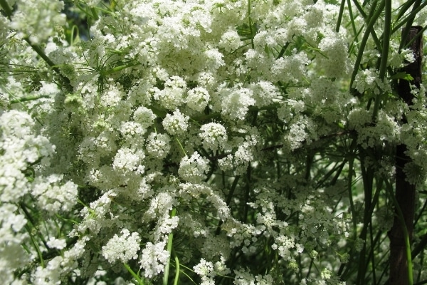 Pimpinella anisum