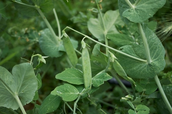 Pisum sativum