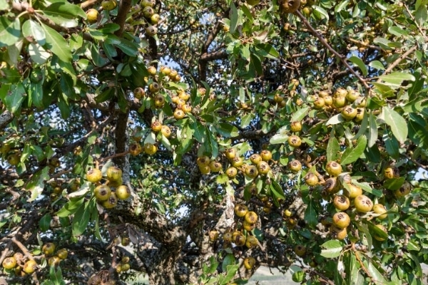 Pyrus pyraster