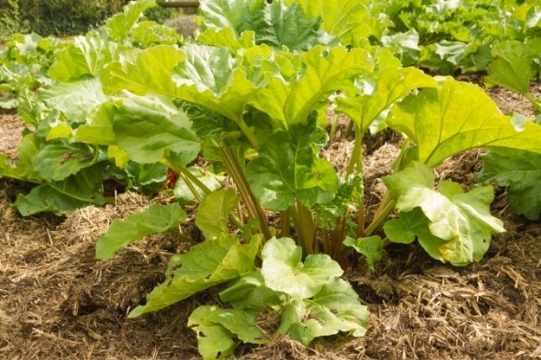 Rheum rhabarbarum