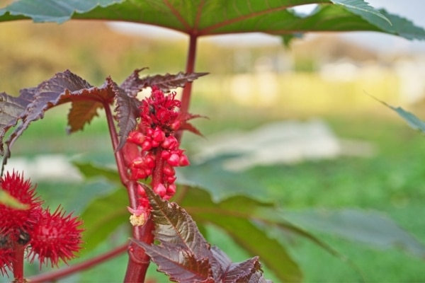 Ricinus communis