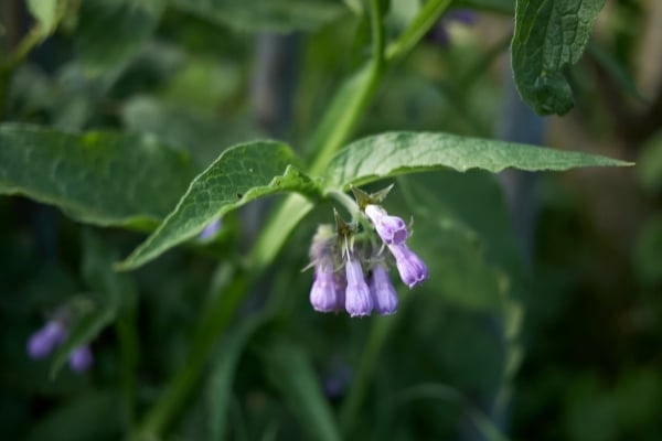 Symphytum officinale