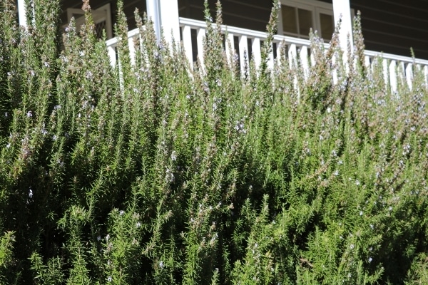 Thymus vulgaris