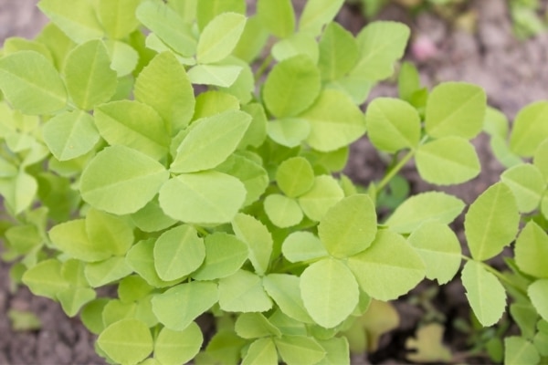 Trigonella caerulea