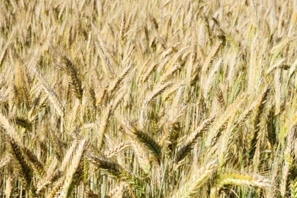 Triticum aestivum