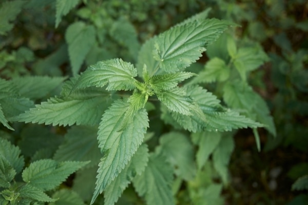 Urtica dioica