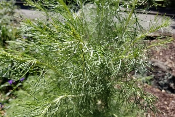 fenchel